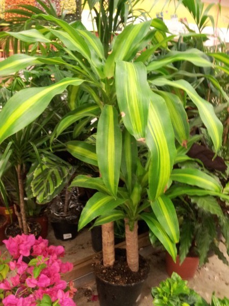 tronchetto-della-felicita
