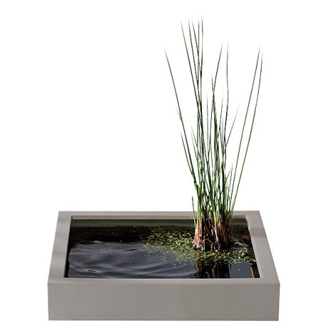 asa recipiente piante in acqua
