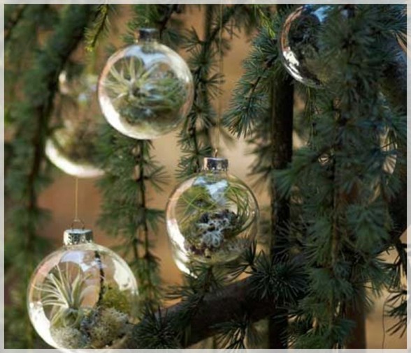 Creative-Christmas-Tree-Ornament-With-Living-Plant-ornament-5-588x506