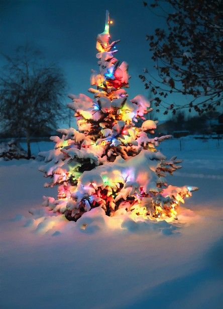 albero-natale-beve