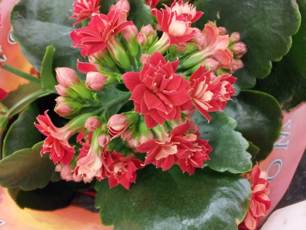 kalanchoe-pianta