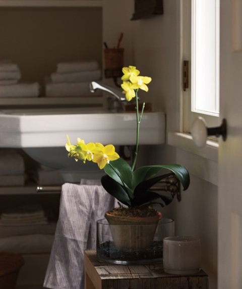 piante da bagno 12