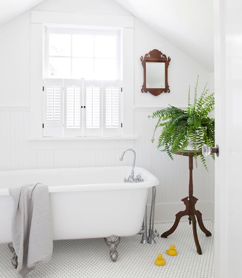 piante da bagno 13