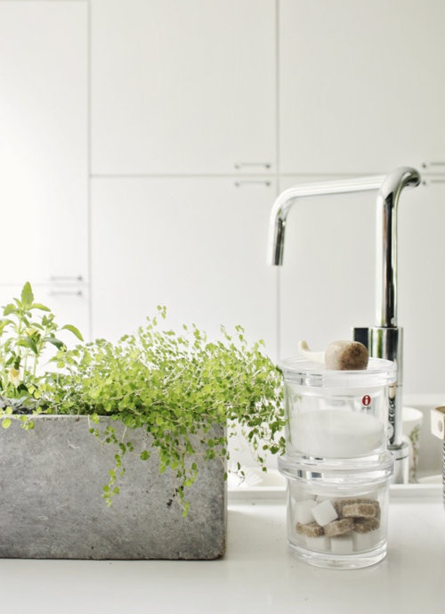 piante da bagno 5