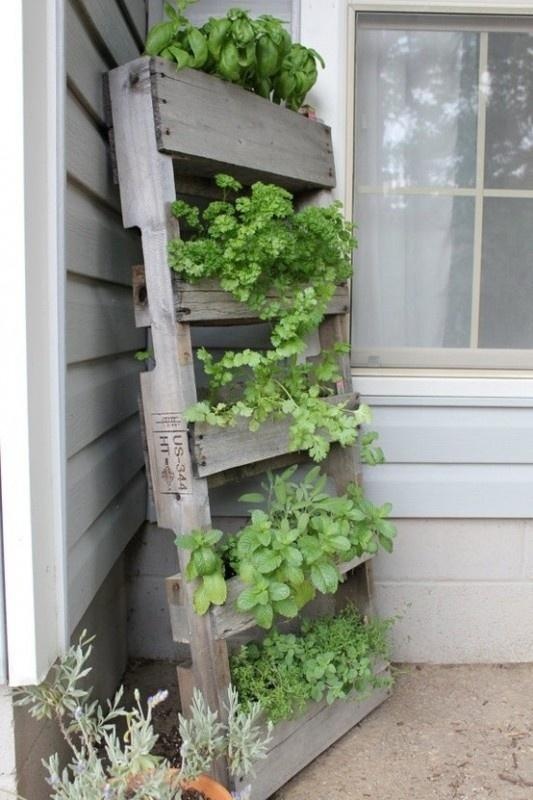 erbe-aromatiche-pallet