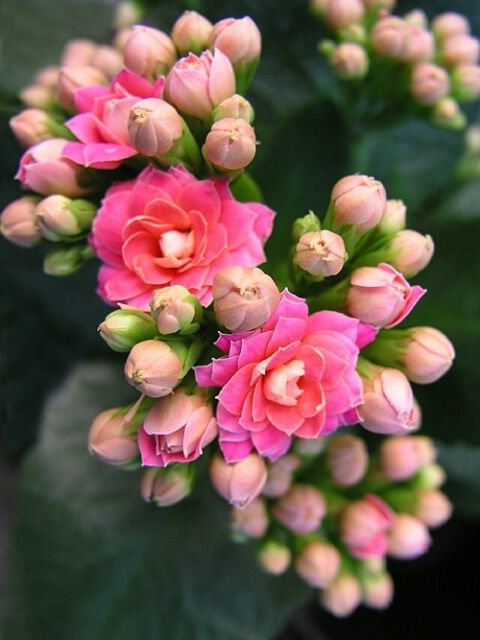 KALANCHOE