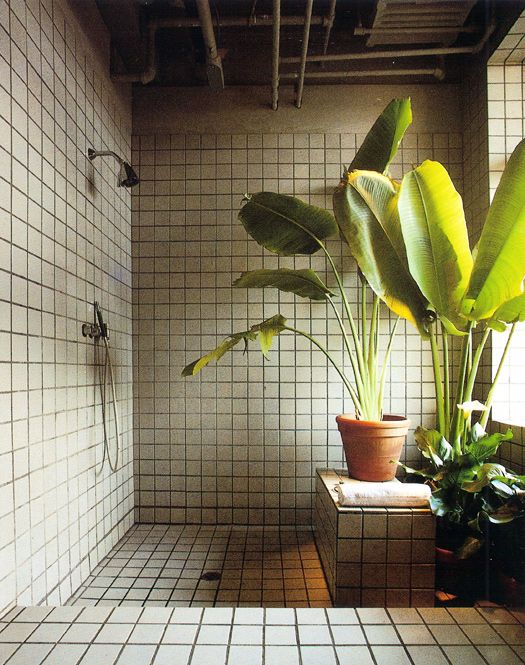 PIANTE-BAGNO-7