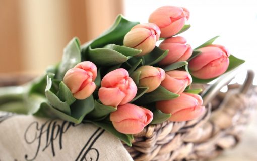 I 6 fiori primaverili più belli per colorare la casa