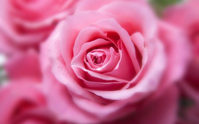 colore rosa
