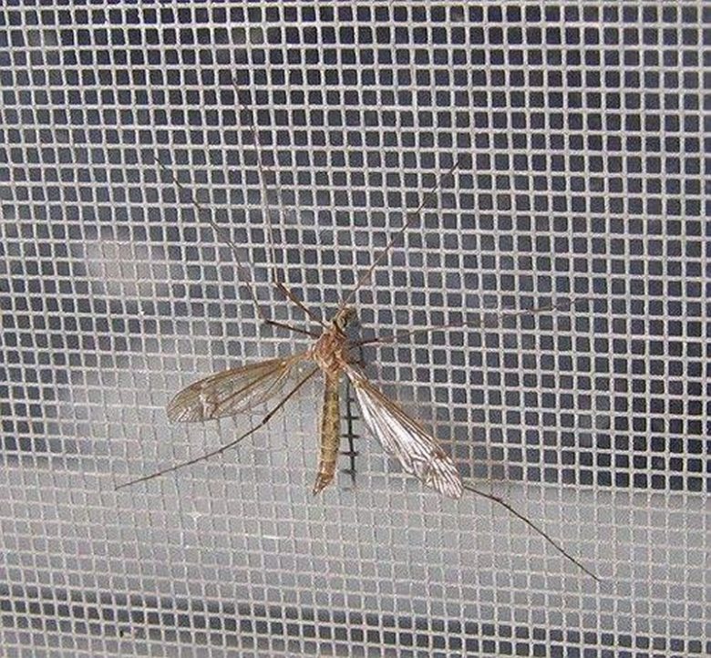 zanzariera-magnetica-finestra-insetto