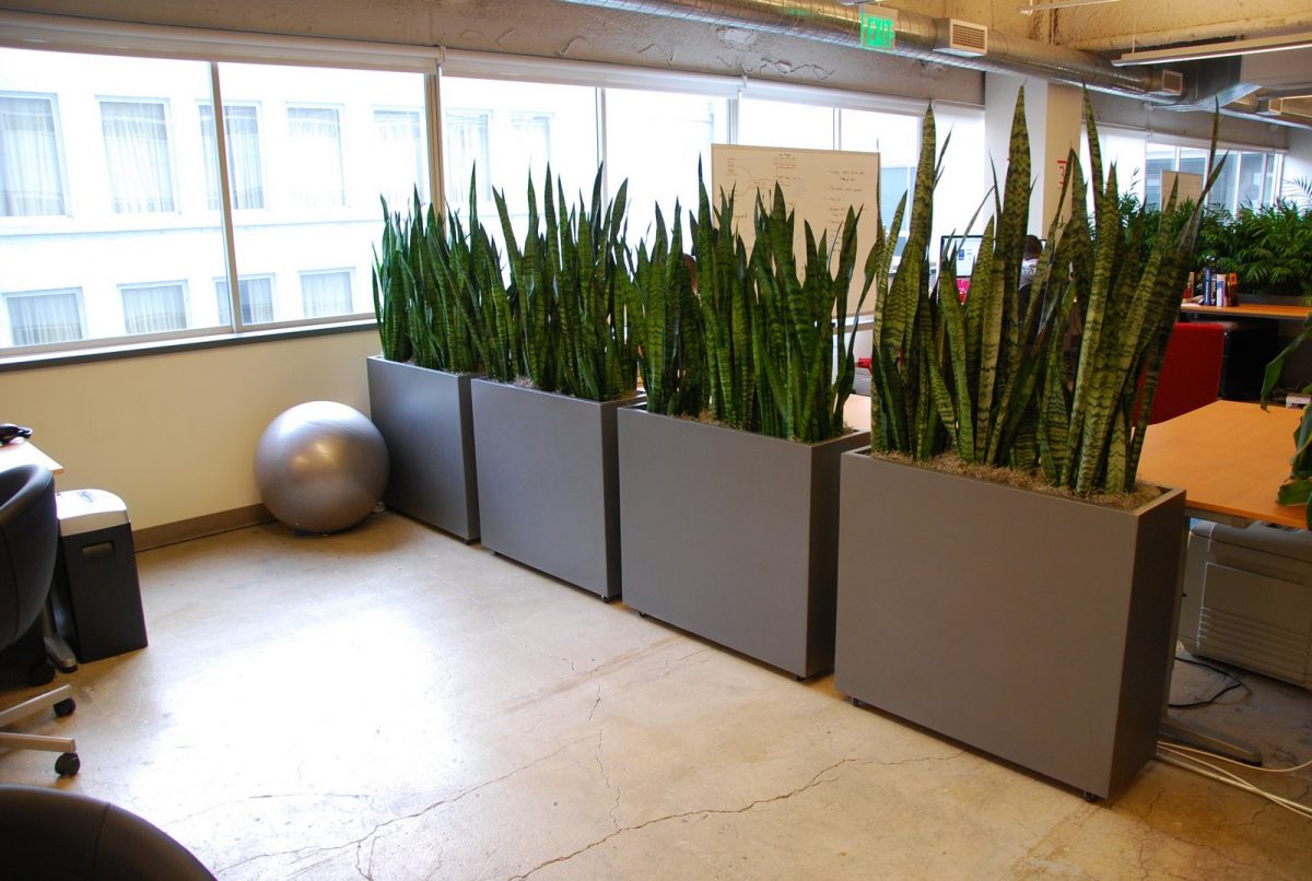 piante-per-separare-ambienti-ufficio