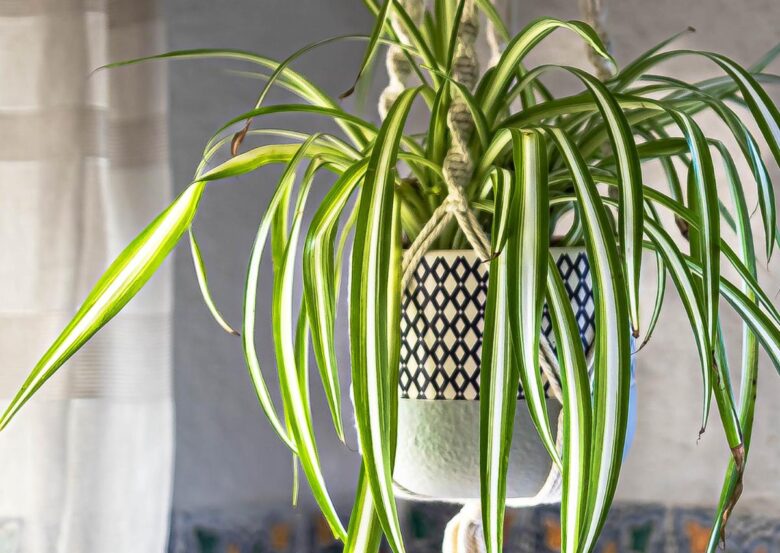 1 vaso sospeso con corde di iuta, perfetto per un tocco naturale in stile boho-chic
