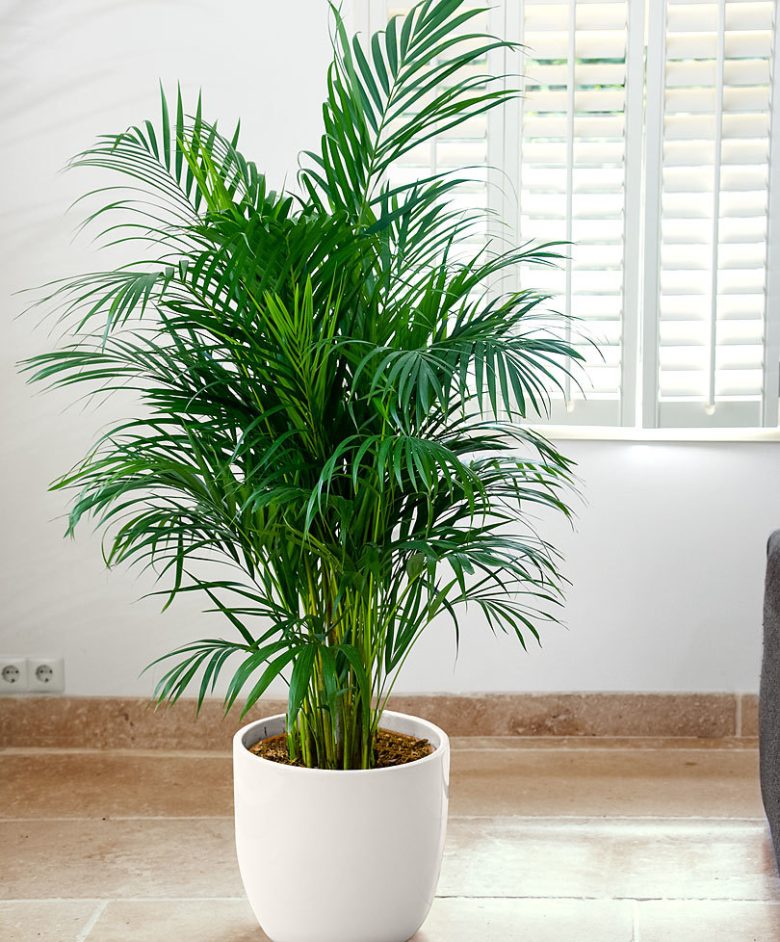 areca-pianta-cucina