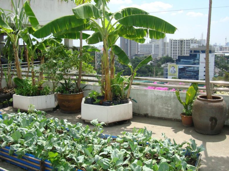 giardino-in-terrazzo-banano