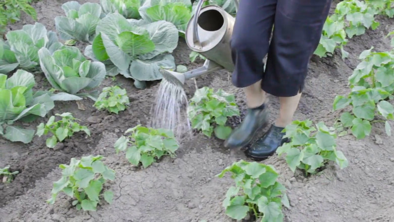 orto-in-giardino-irrigazione-annaffiatoio