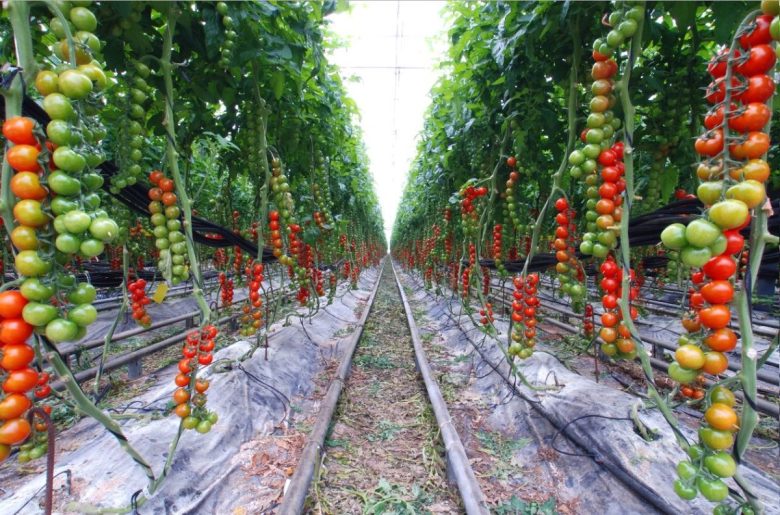 orto-in-giardino-pomodori