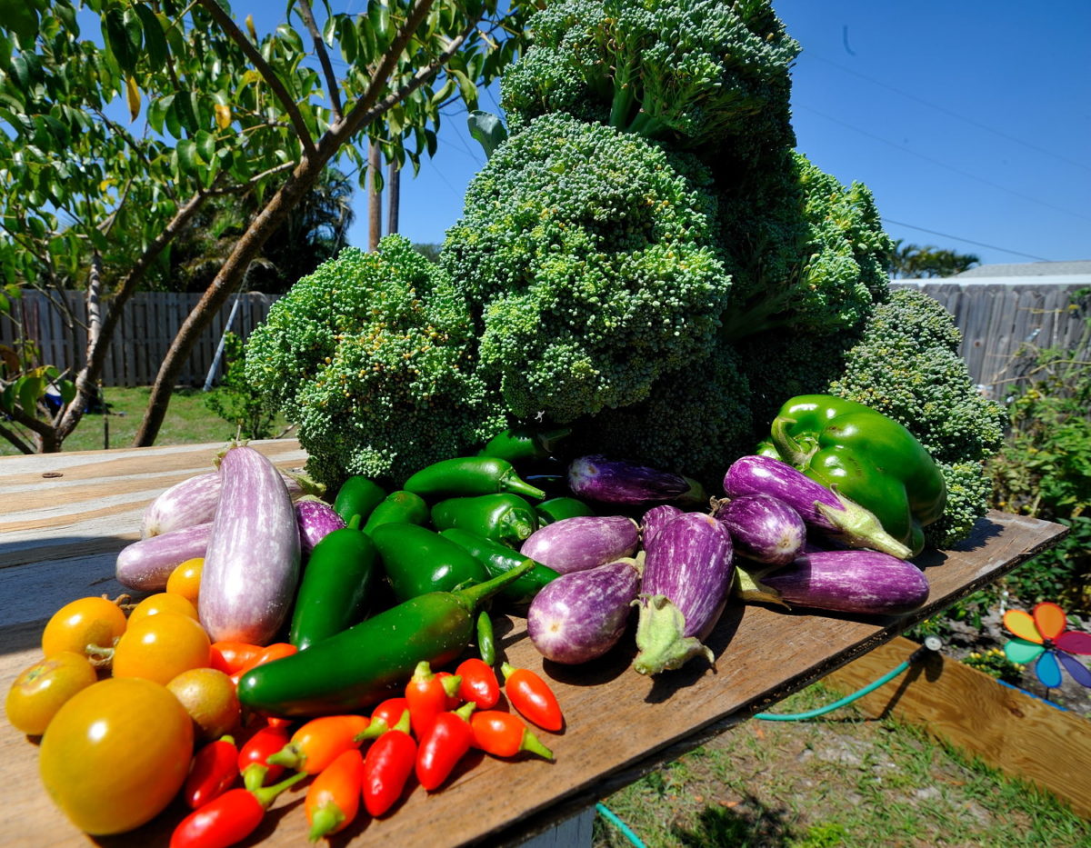 orto-in-giardino-verdura
