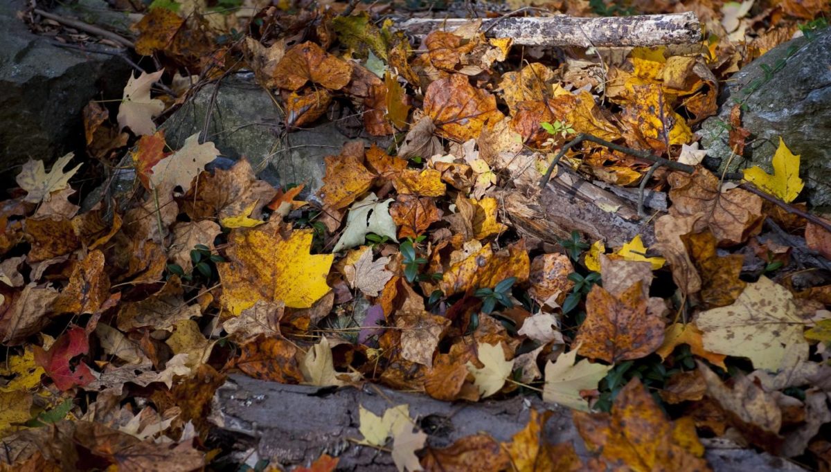 vetrina-negozi-autunno-3