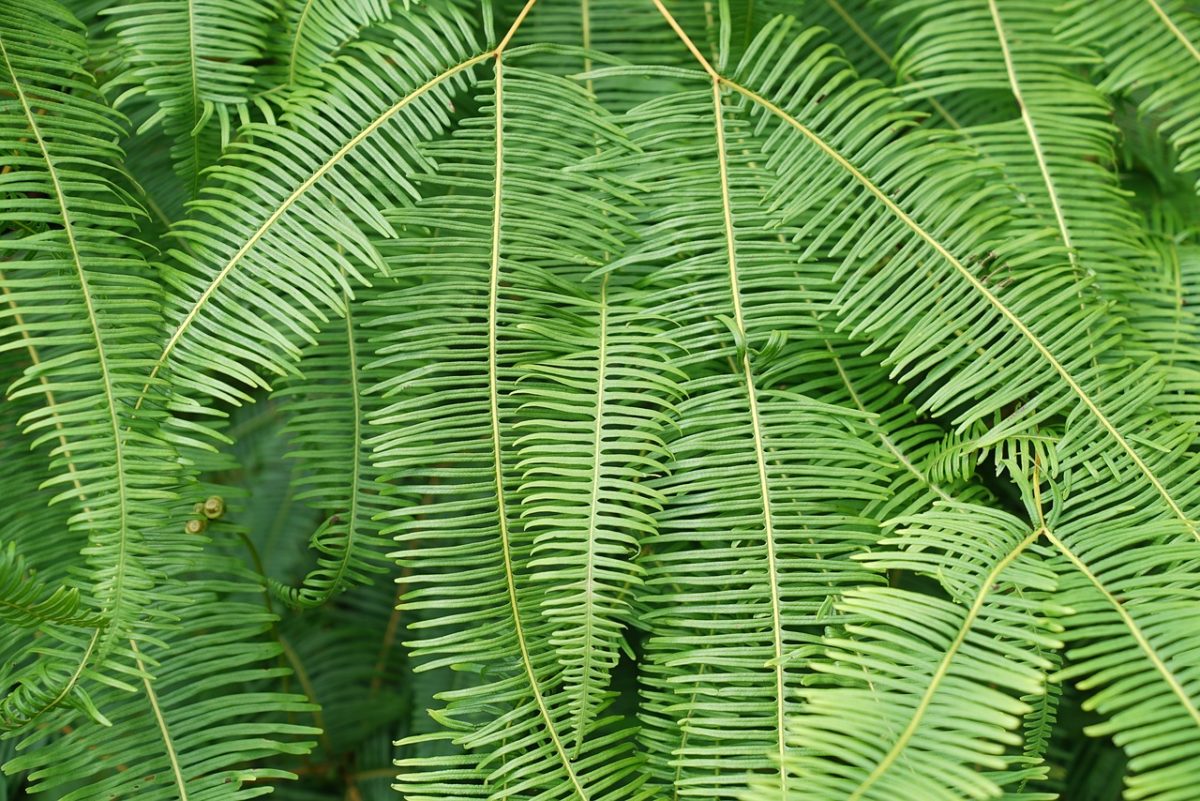 Nephrolepis, Exaltata felce di boston