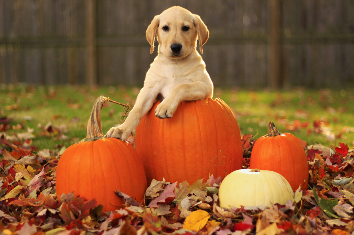 cane-halloween-negozio