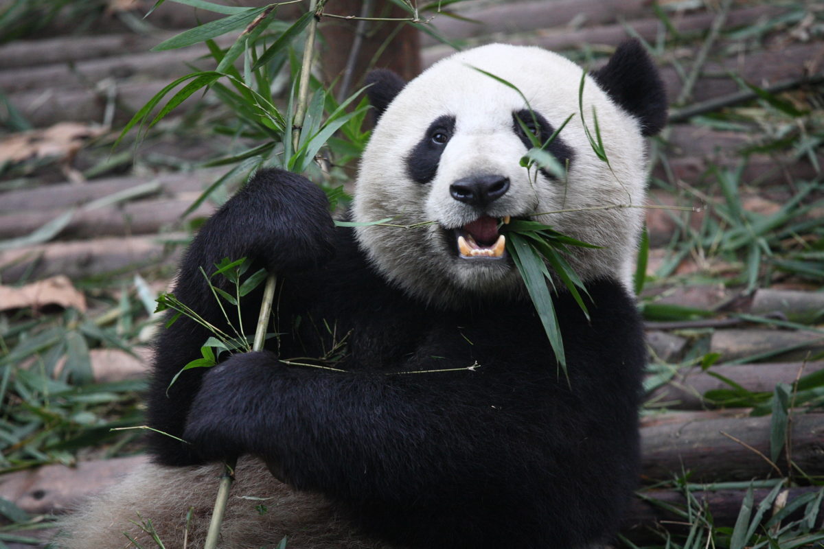 bamboo-panda