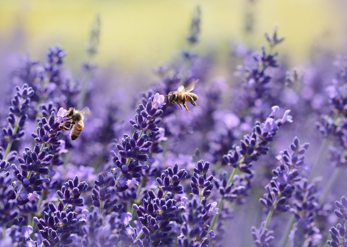 Lavanda