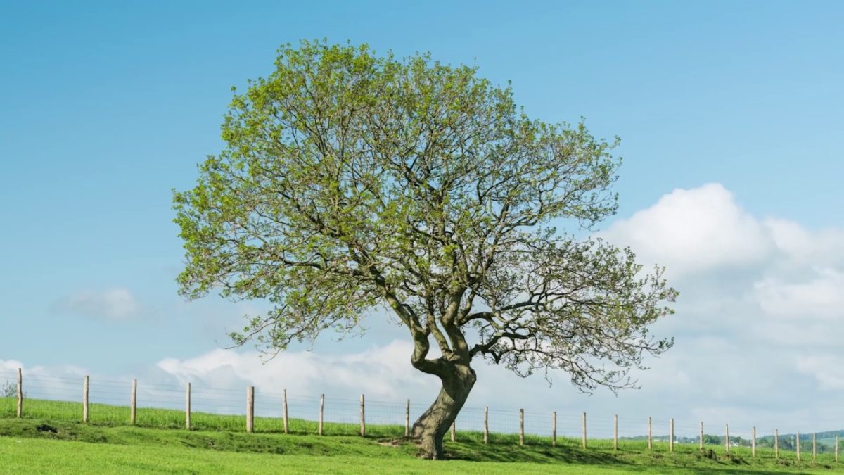 albero-frassino