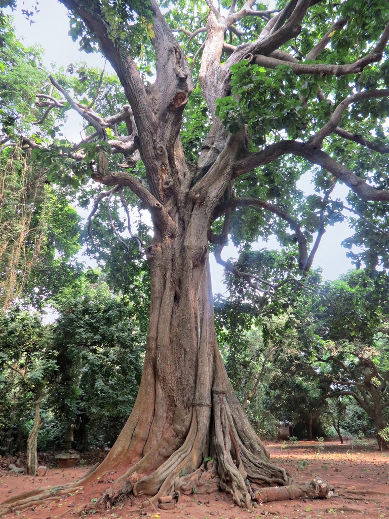 albero-iroko