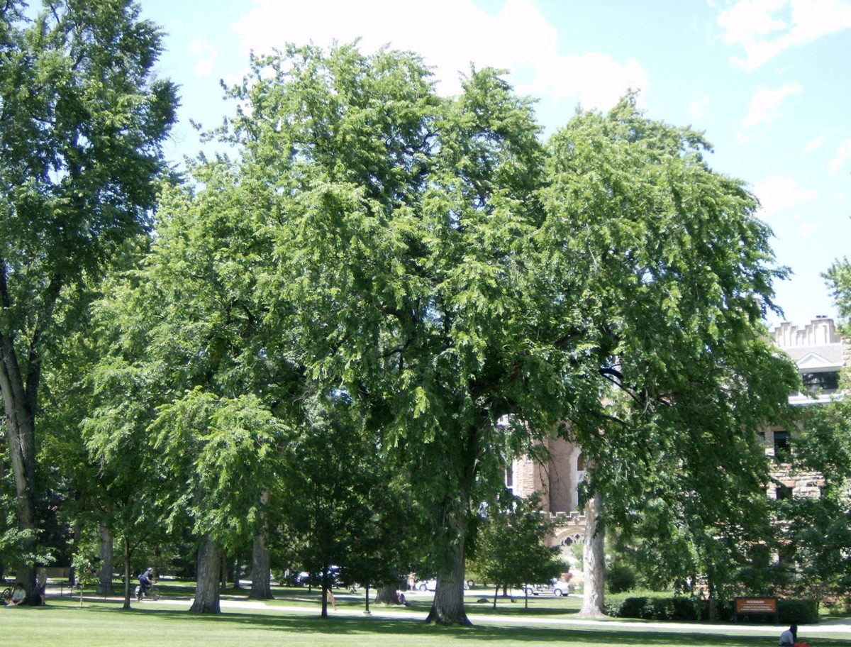albero-olmo-europeo