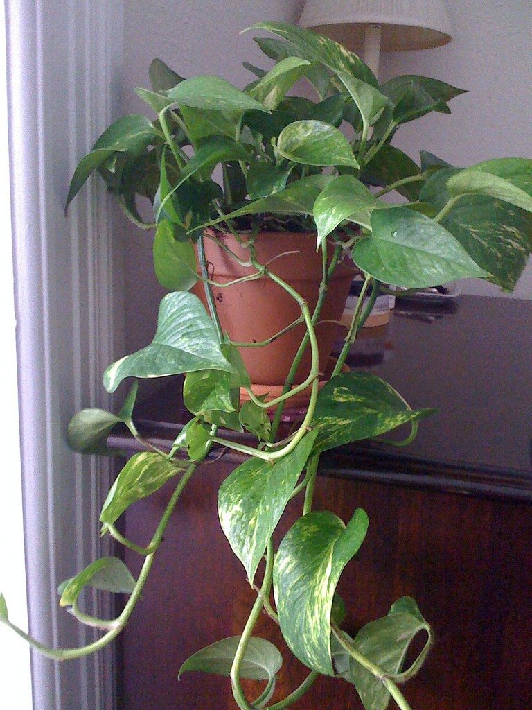 pothos-pianta