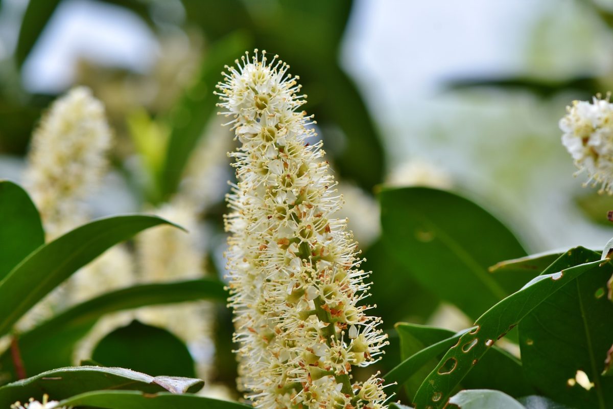 Prunus Laurocerasus lauceraso