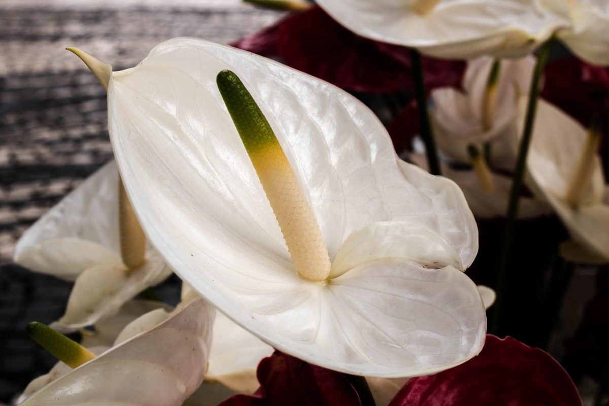 Anturio