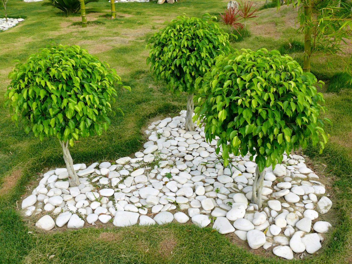 ficus Benjamina