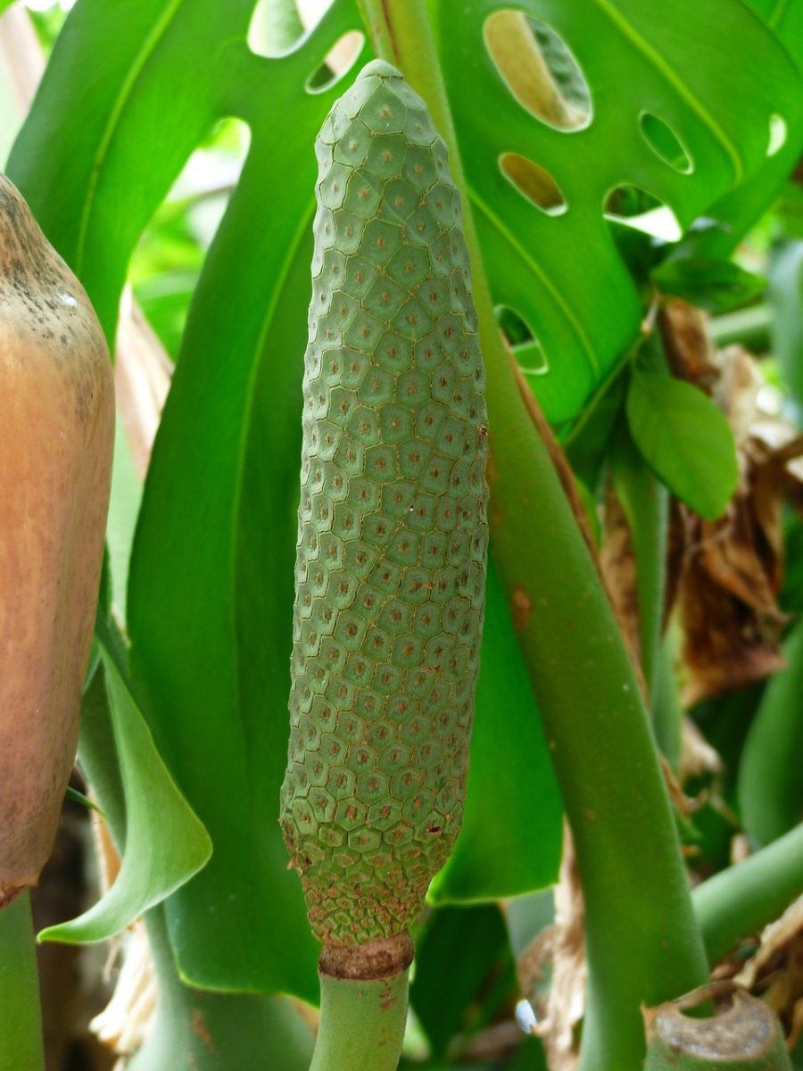 Philodendron filodendro