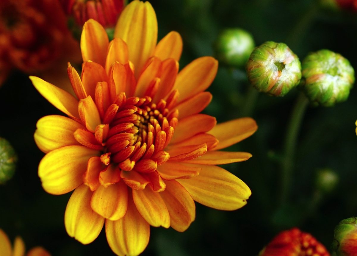 abbellire-casa-autunno-fiori-2