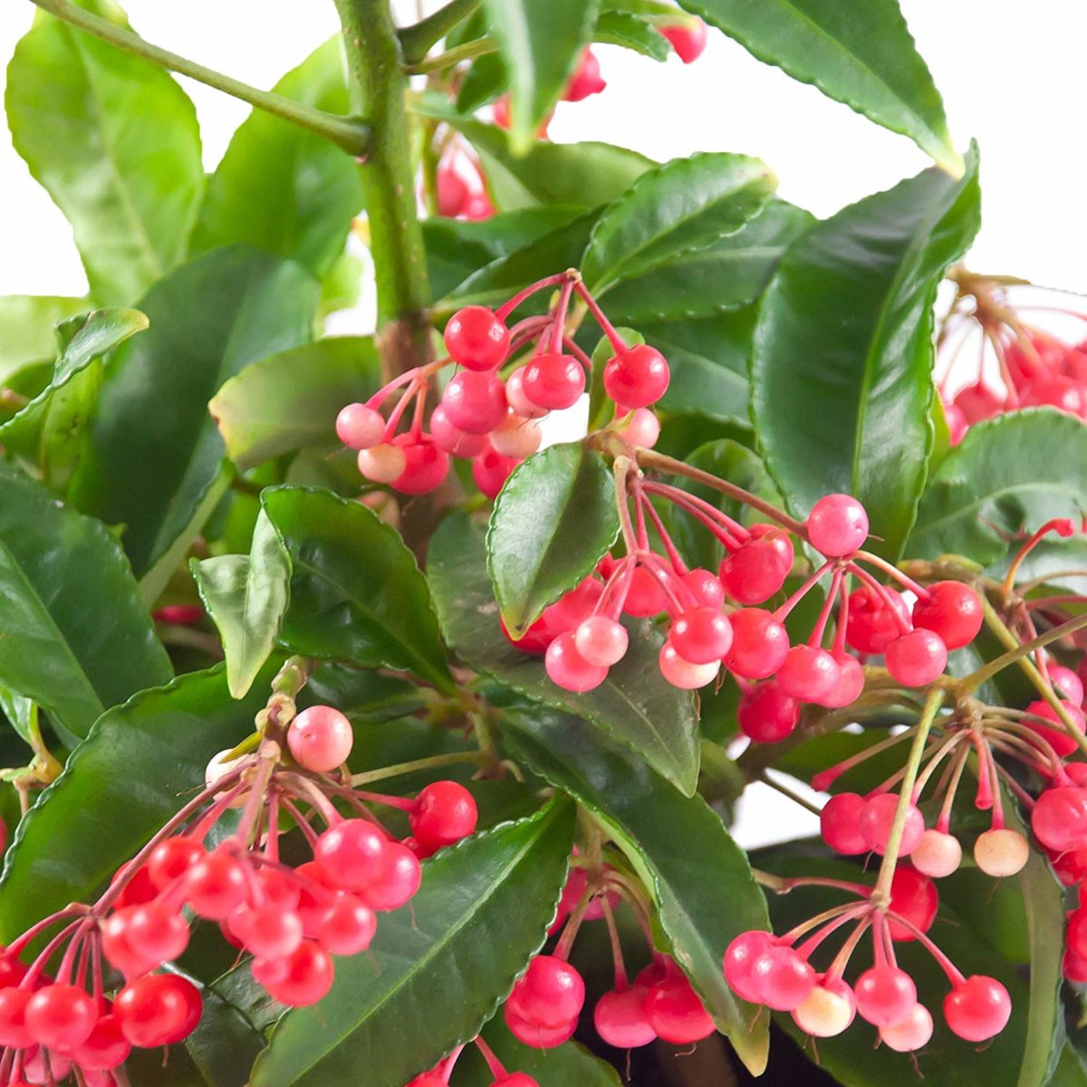 ardisia