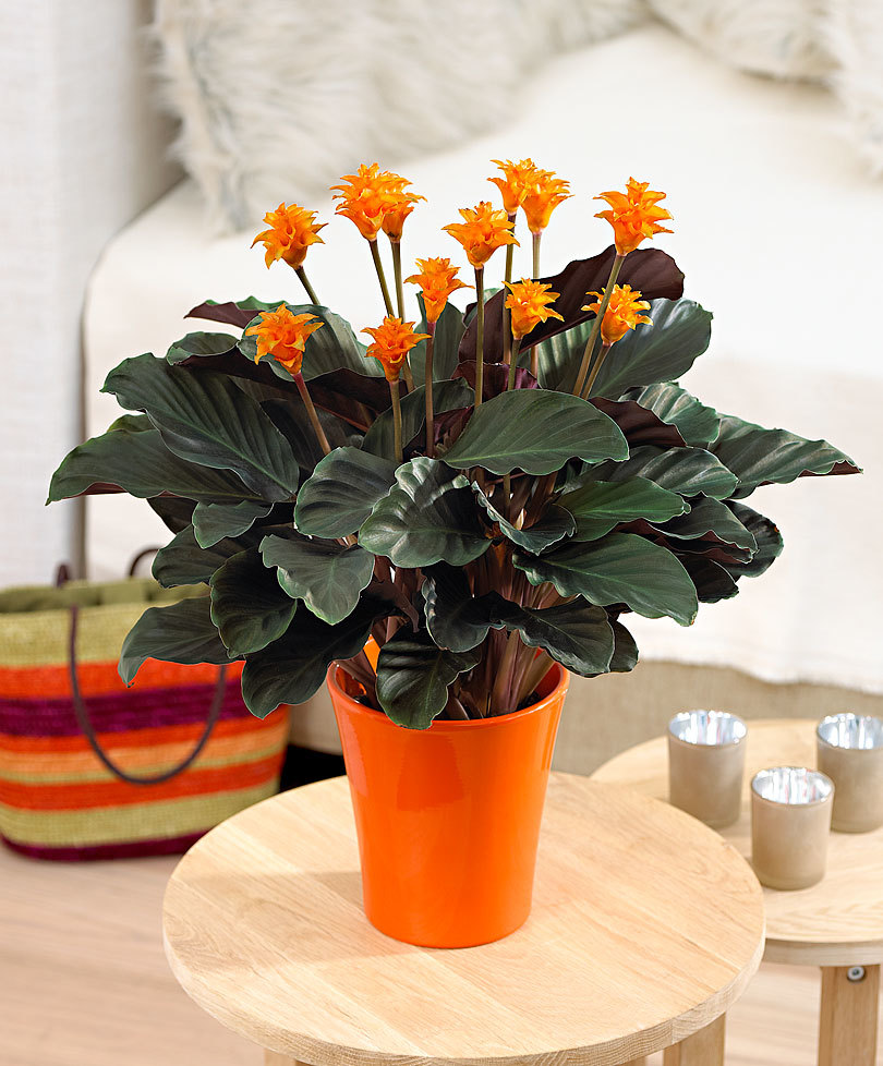calathea-crocata