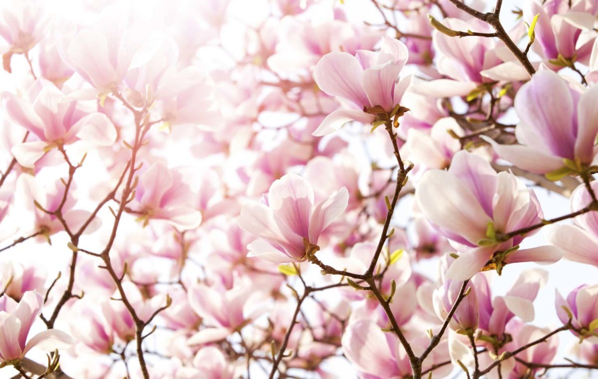 color-magnolia-fiore