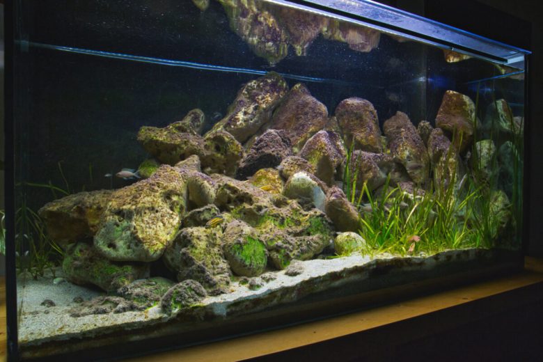 acquario-001