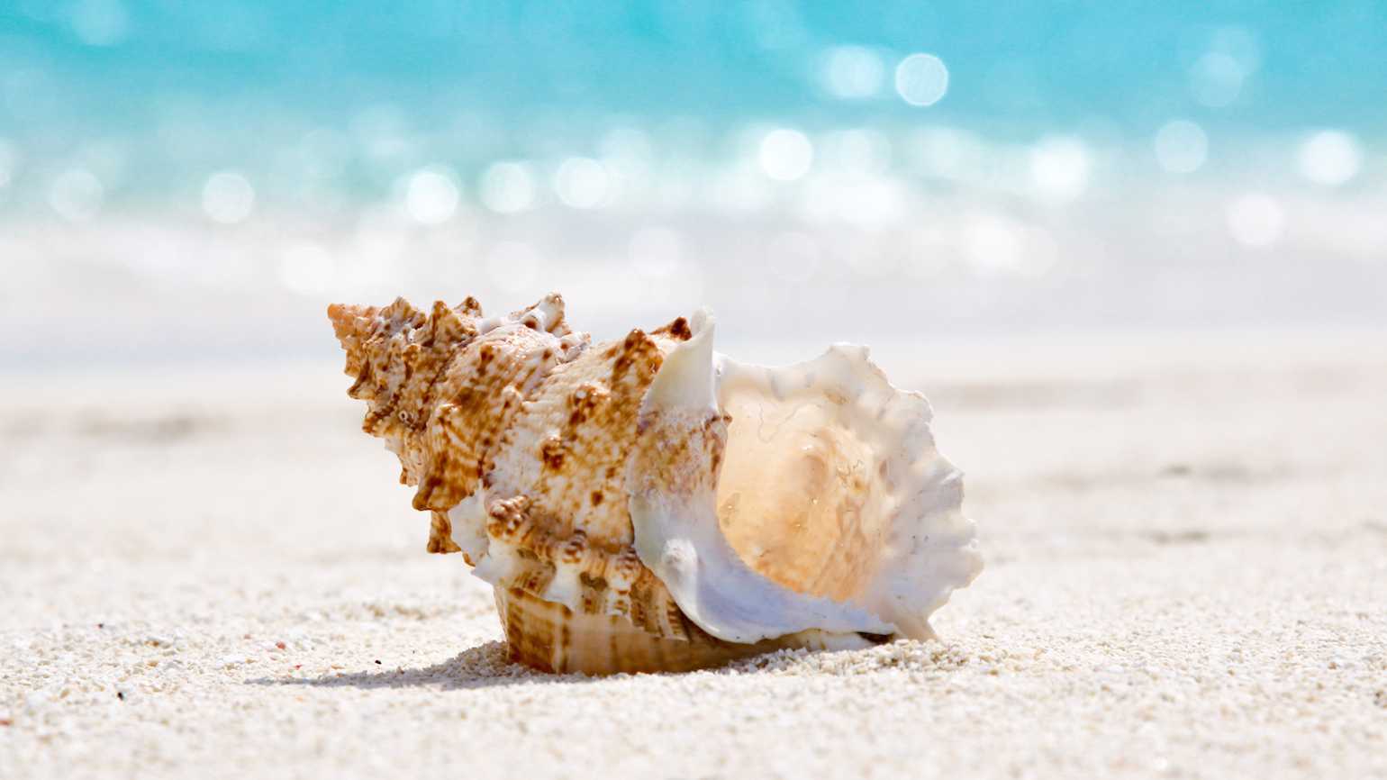 creare-piccola-spiaggia-giardino-conchiglie