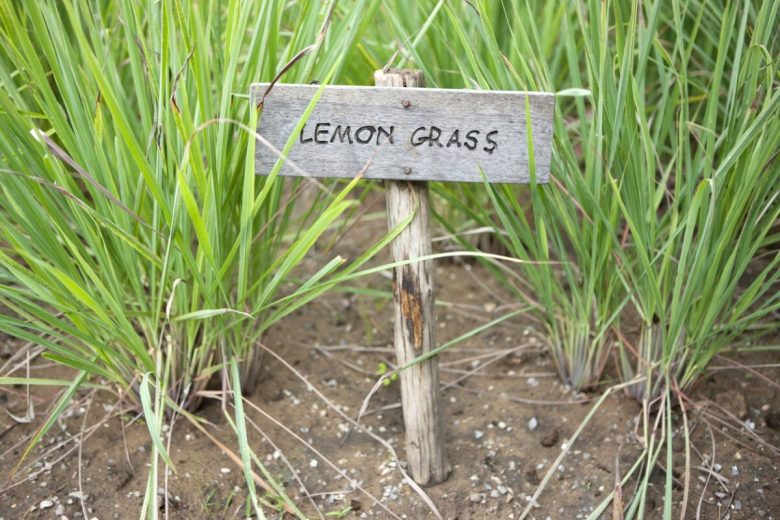 Lemon grass