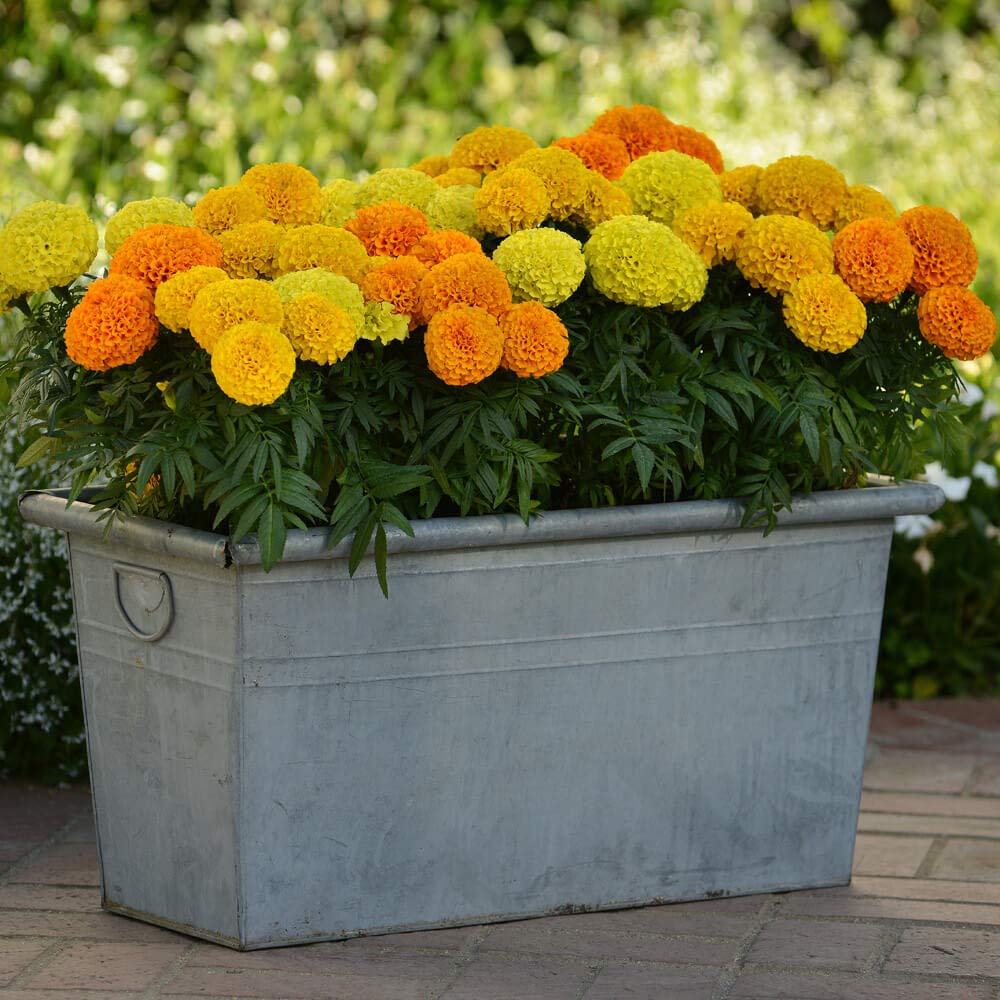 lontano-zanzare-balcone-calendula