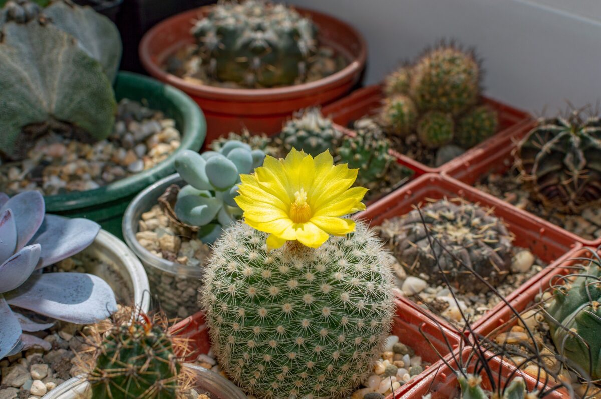 piante-grasse-come-utilizzarle-nell-home-decor-cactus