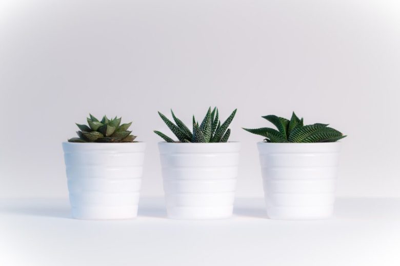 piante-grasse-come-utilizzarle-nell-home-decor-fila