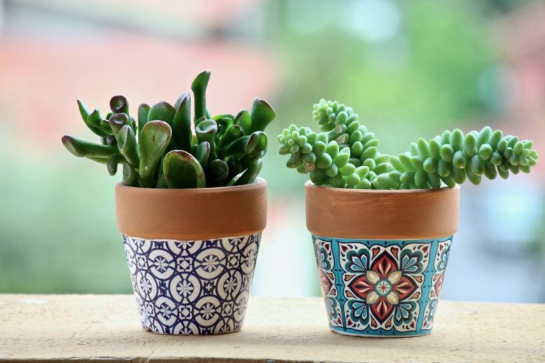 piante-grasse-come-utilizzarle-nell-home-decor-geomitrico