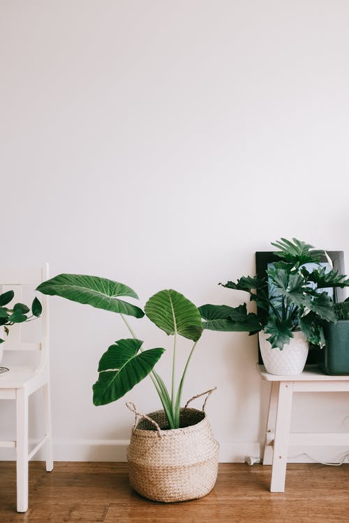 piante-grasse-come-utilizzarle-nell-home-decor-gruppo