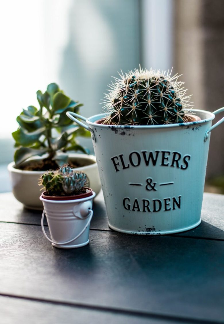 piante-grasse-come-utilizzarle-nell-home-decor-vaso
