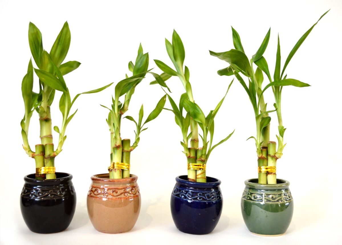 10-piante-ideali-bagno-bamboo-1