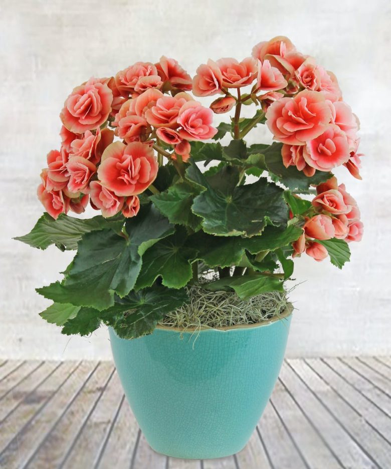 10-piante-ideali-bagno-begonia
