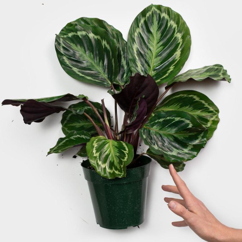 10-piante-ideali-bagno-calathea